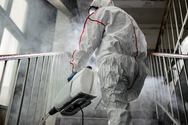 Best Black Mold Removal  in Dunbar, WV